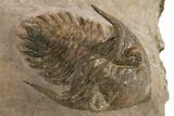 Beautiful Metacanthina Trilobite - Lghaft, Morocco #310620-3
